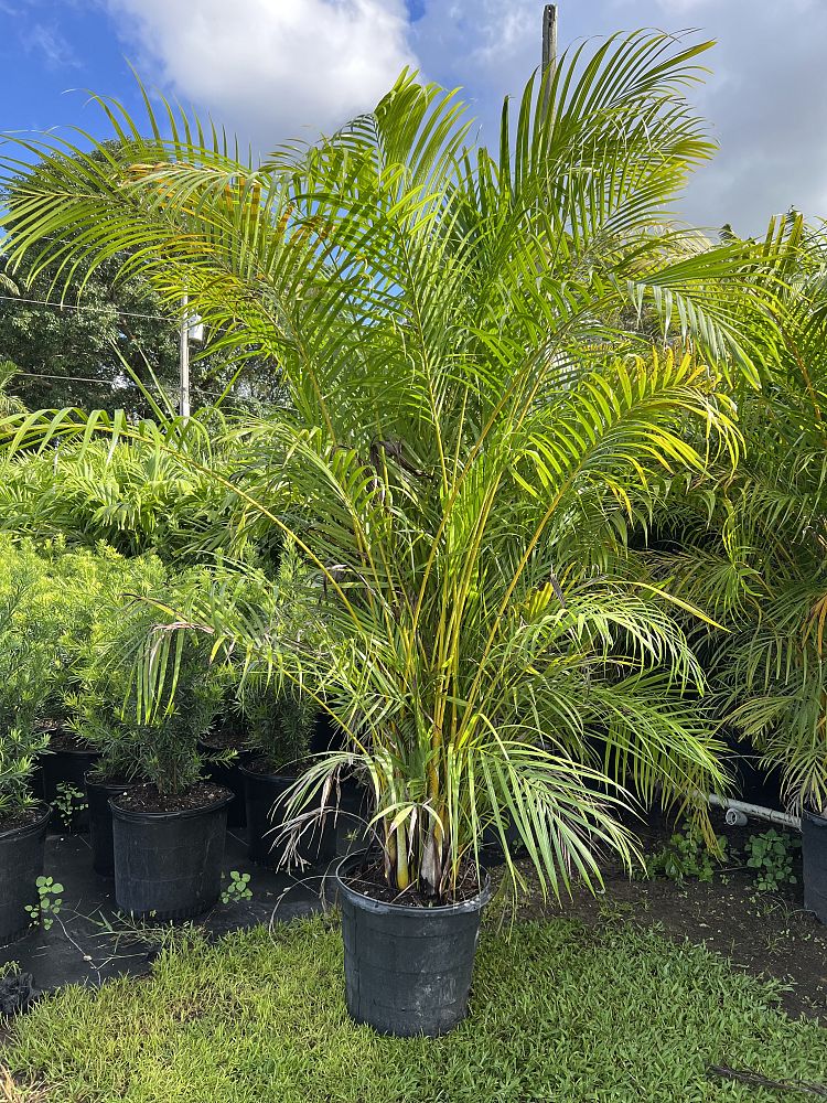 areca-gung-hoi