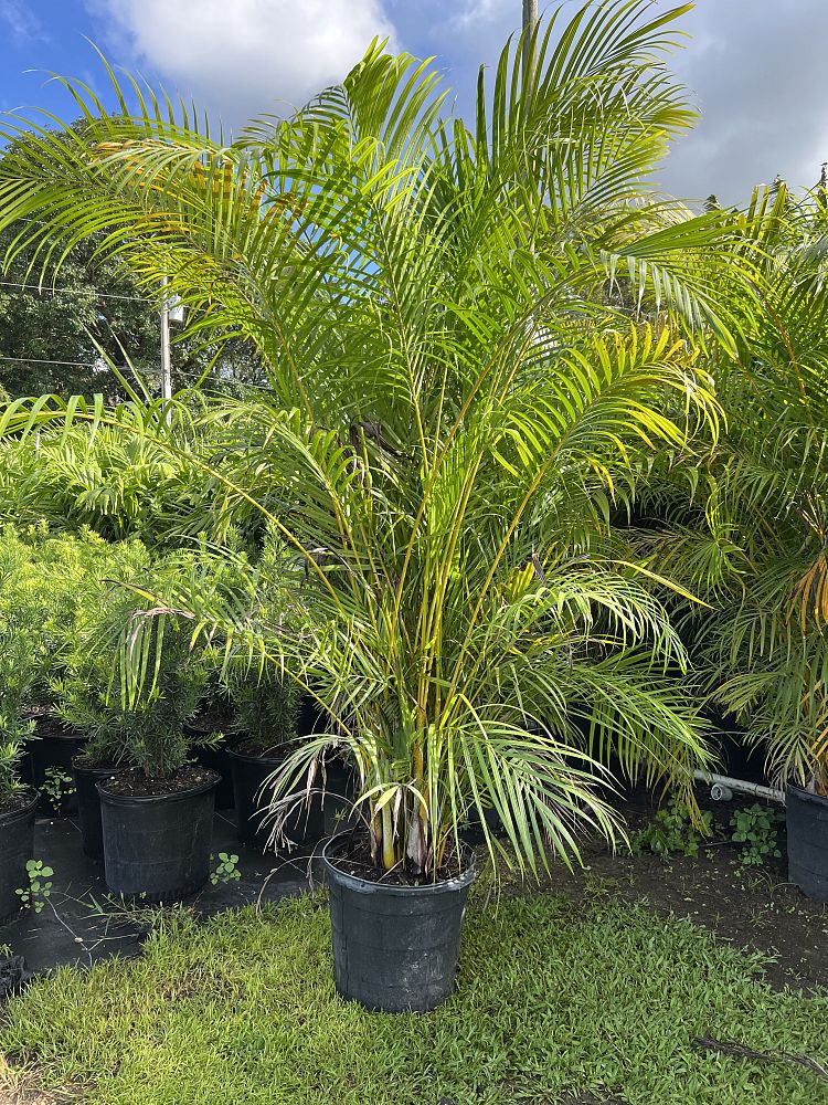 areca-gung-hoi