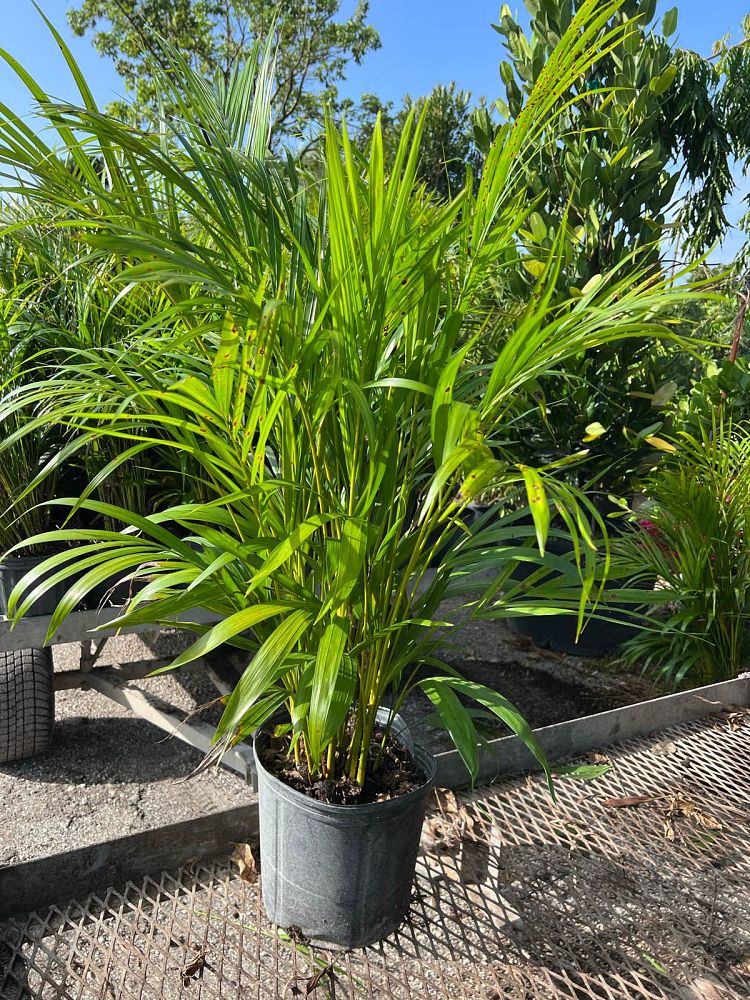 areca-macrocarpa