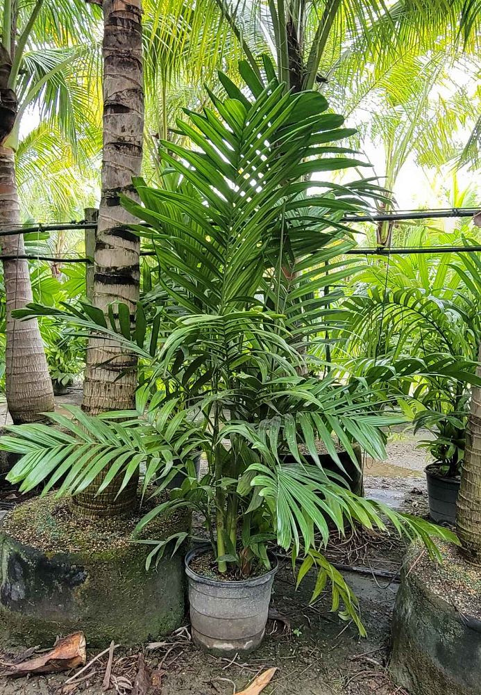 areca-triandra