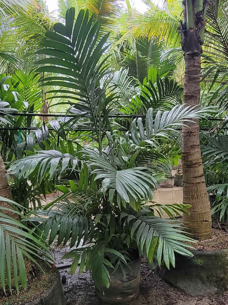 areca-triandra