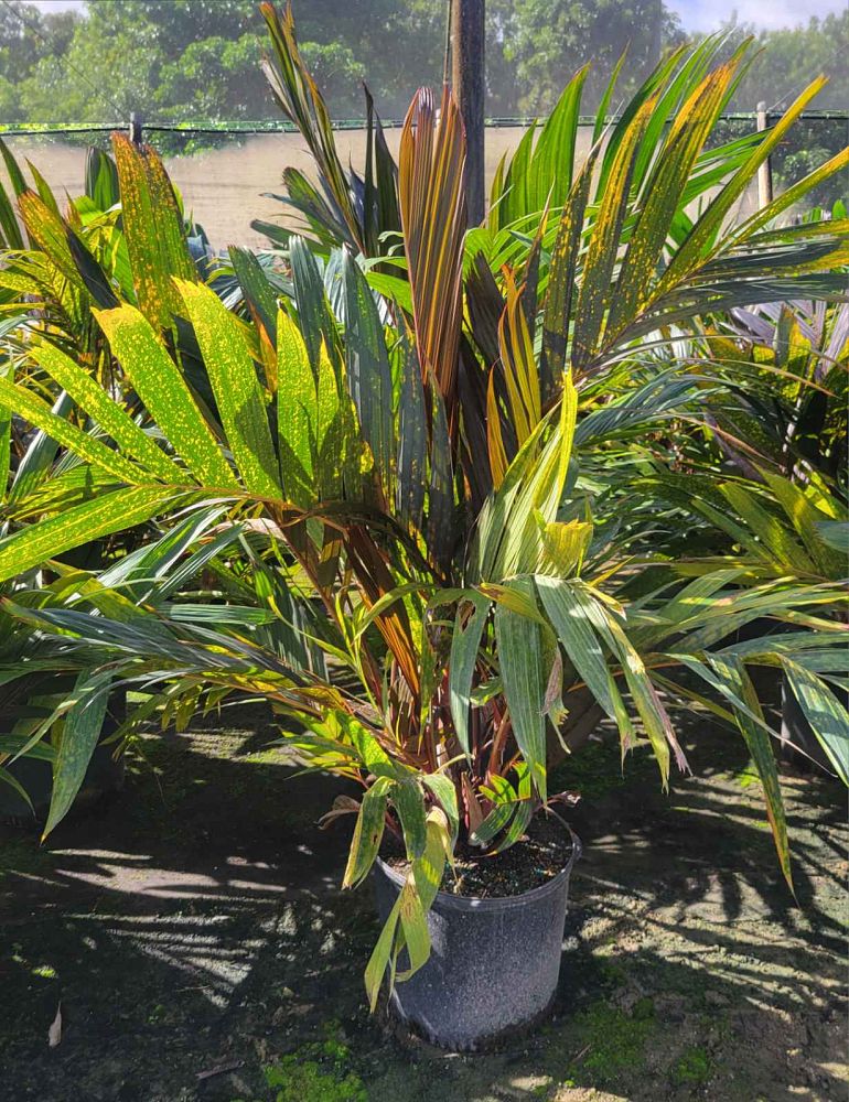 areca-vestiaria-maroon-leaf