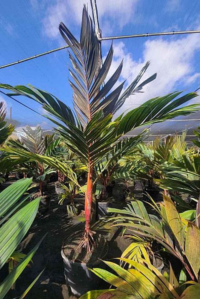 areca-vestiaria-maroon-leaf