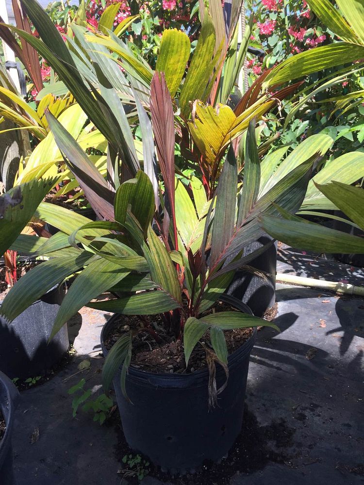 areca-vestiaria-pinang-merah-orange-crownshaft-palm