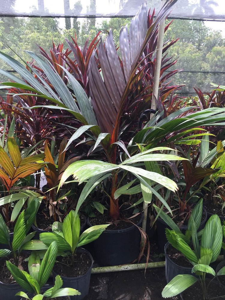 areca-vestiaria-pinang-merah-orange-crownshaft-palm