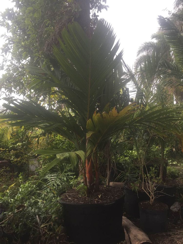 areca-vestiaria-pinang-merah-orange-crownshaft-palm