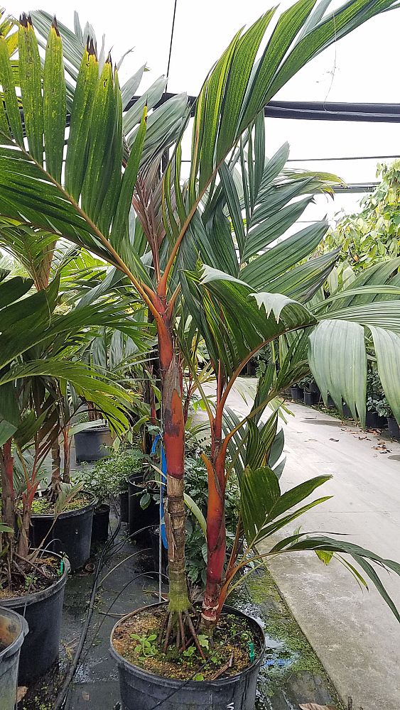 areca-vestiaria-pinang-merah-orange-crownshaft-palm