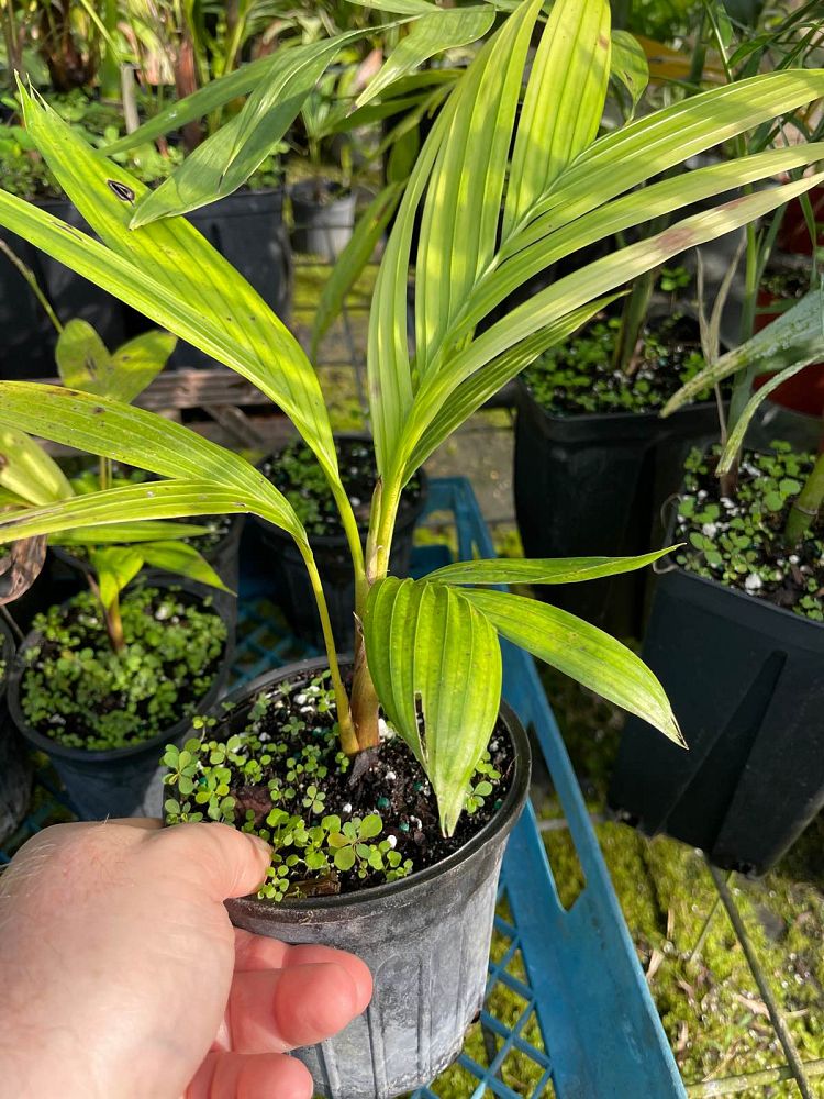areca-vestiaria-pinang-merah-orange-crownshaft-palm