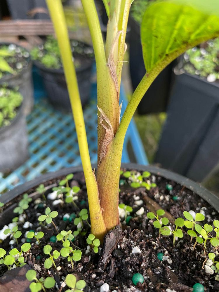 areca-vestiaria-pinang-merah-orange-crownshaft-palm