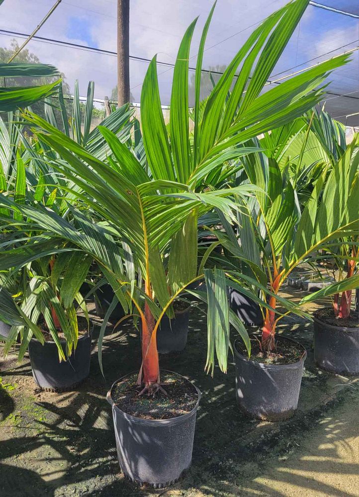 areca-vestiaria-pinang-merah-orange-crownshaft-palm