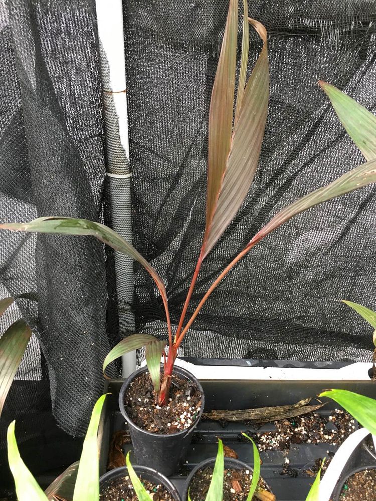 areca-vestiaria-red-red-crownshaft-palm