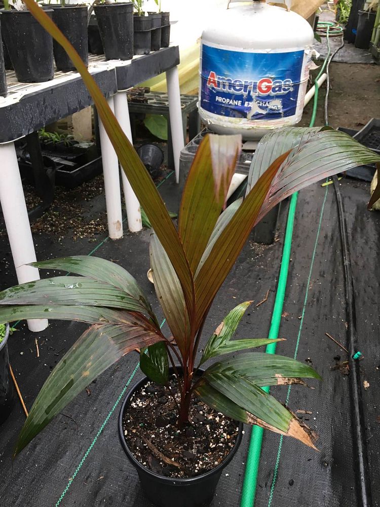 areca-vestiaria-red-red-crownshaft-palm