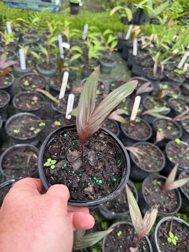 areca-vestiaria-red-red-crownshaft-palm