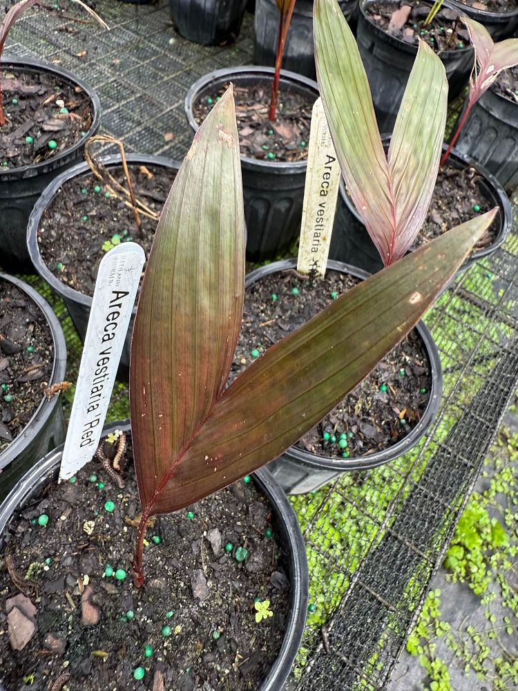 areca-vestiaria-red-red-crownshaft-palm