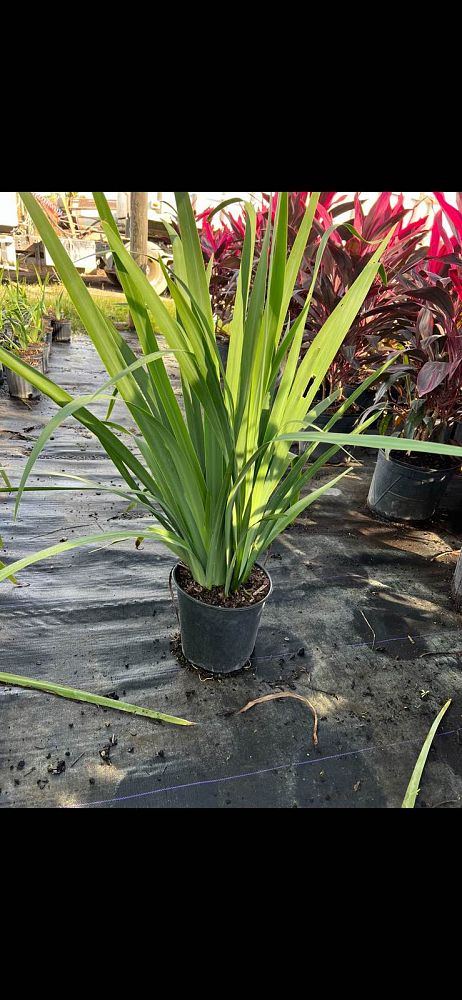 arenaria-verna-irish-moss