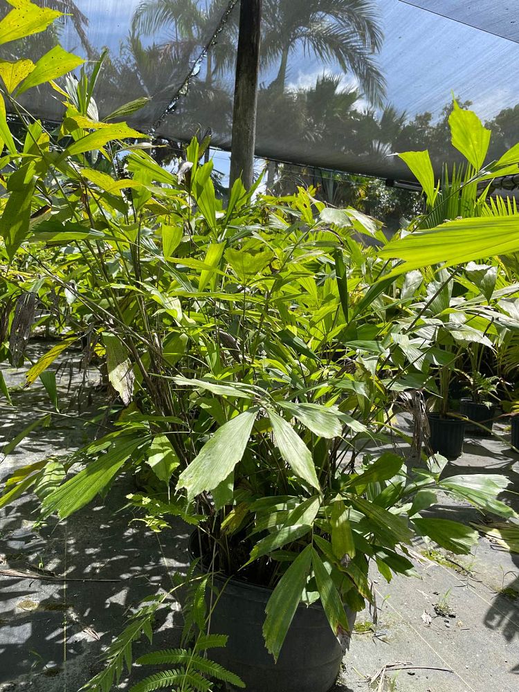 arenga-caudata-miniature-sugar-palm