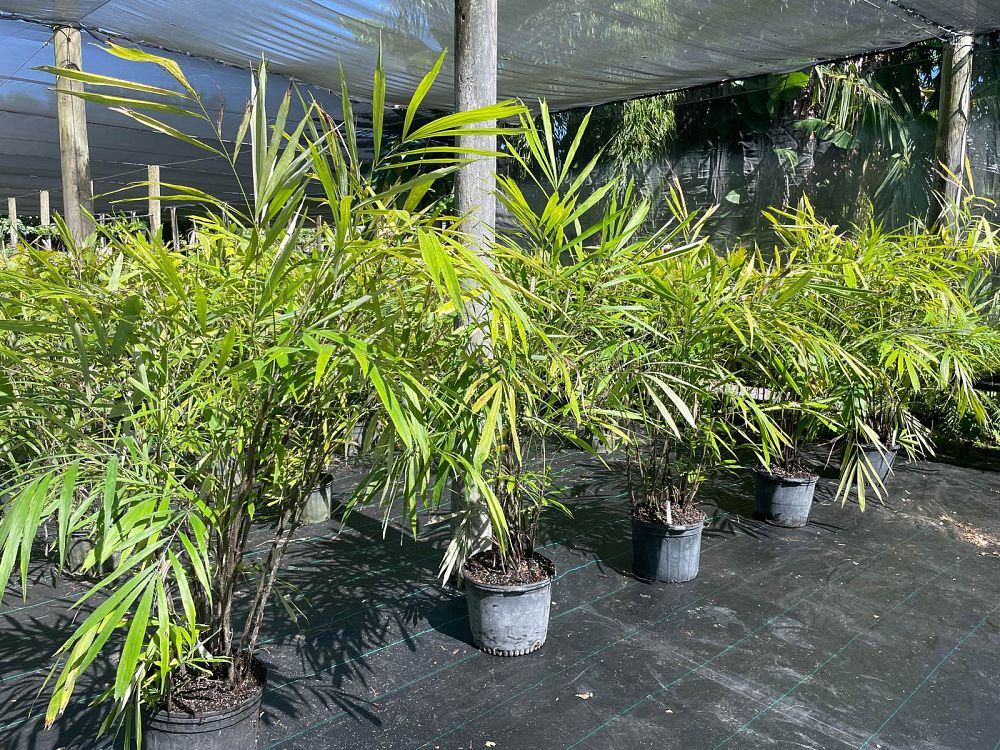 arenga-caudata-miniature-sugar-palm