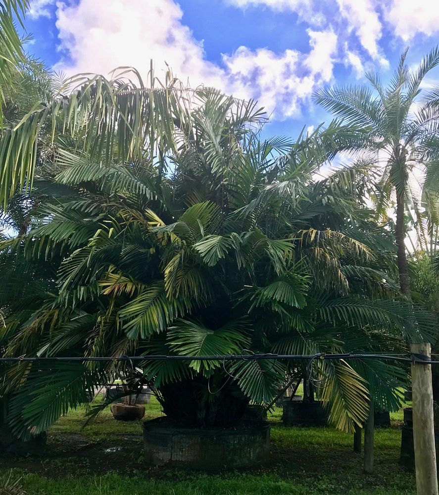 Specimens Galore Inc