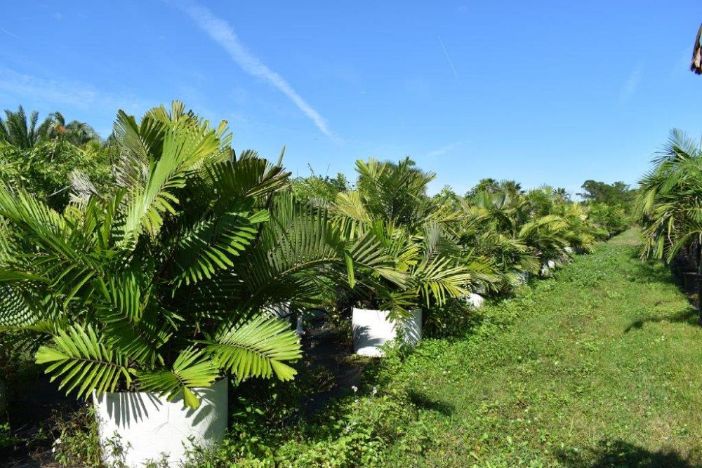 arenga-engleri-dwarf-sugar-palm-formosa-palm