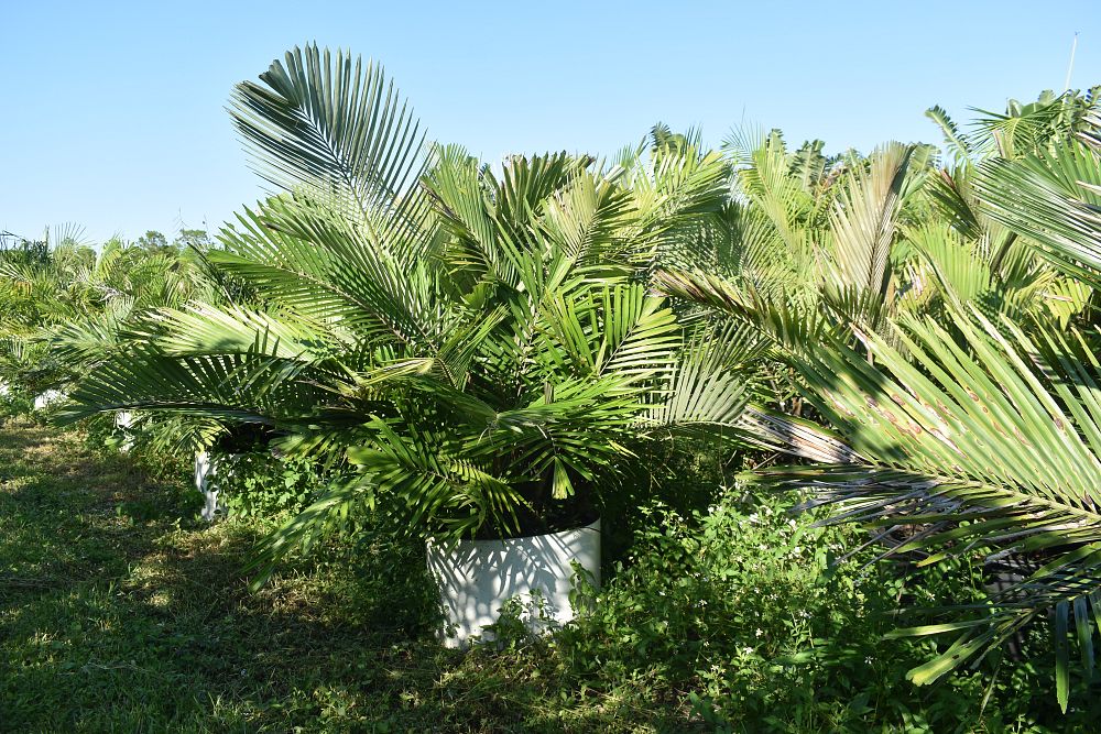 arenga-engleri-dwarf-sugar-palm-formosa-palm