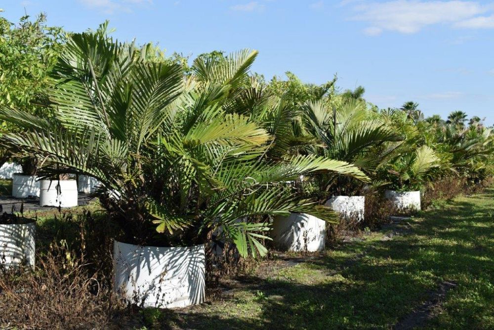 arenga-engleri-dwarf-sugar-palm-formosa-palm
