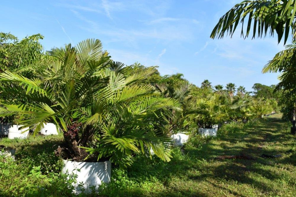 arenga-engleri-dwarf-sugar-palm-formosa-palm