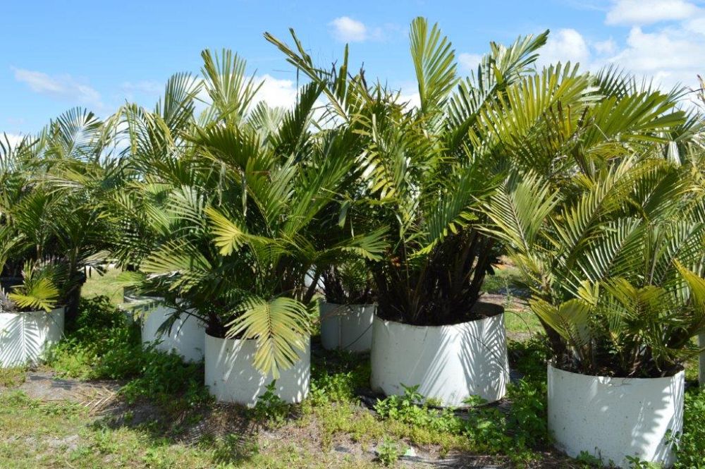 arenga-engleri-dwarf-sugar-palm-formosa-palm