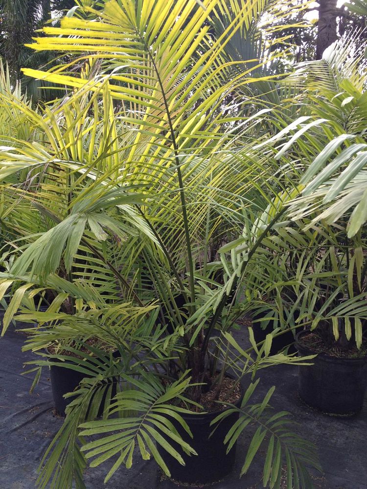 arenga-engleri-dwarf-sugar-palm-formosa-palm