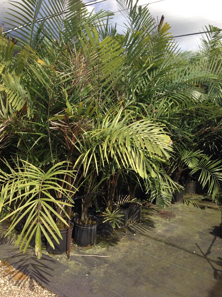 arenga-engleri-dwarf-sugar-palm-formosa-palm