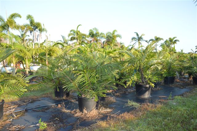 arenga-engleri-dwarf-sugar-palm-formosa-palm