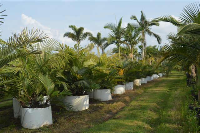 arenga-engleri-dwarf-sugar-palm-formosa-palm