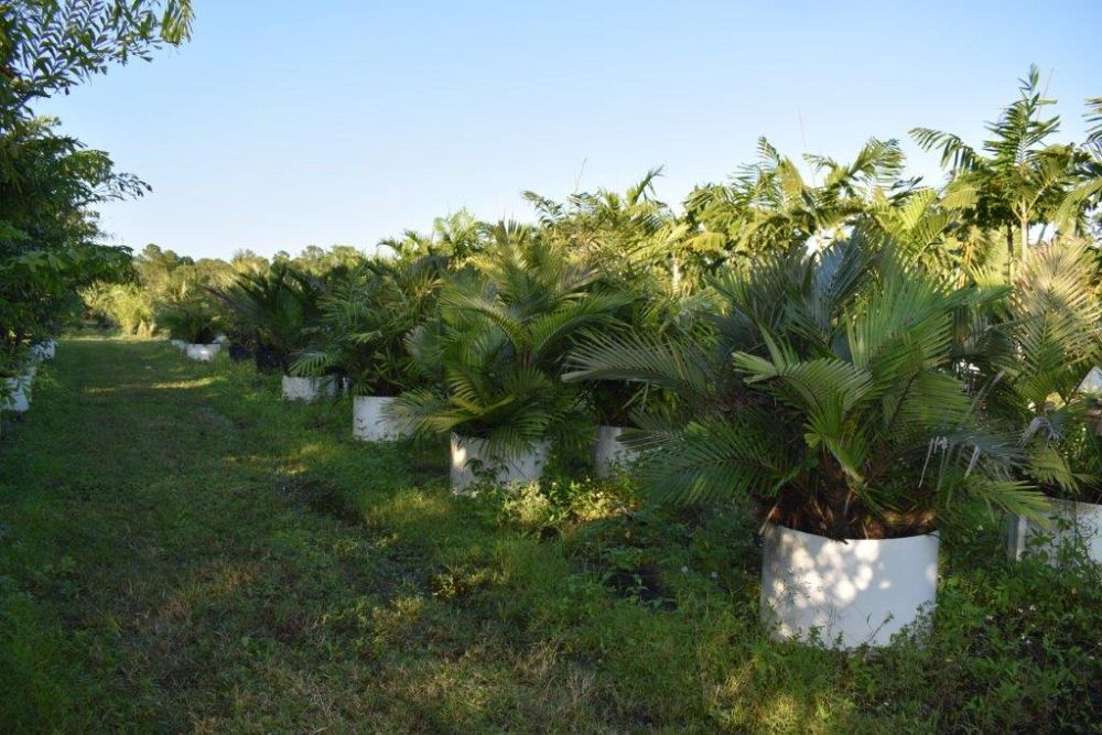 arenga-engleri-dwarf-sugar-palm-formosa-palm