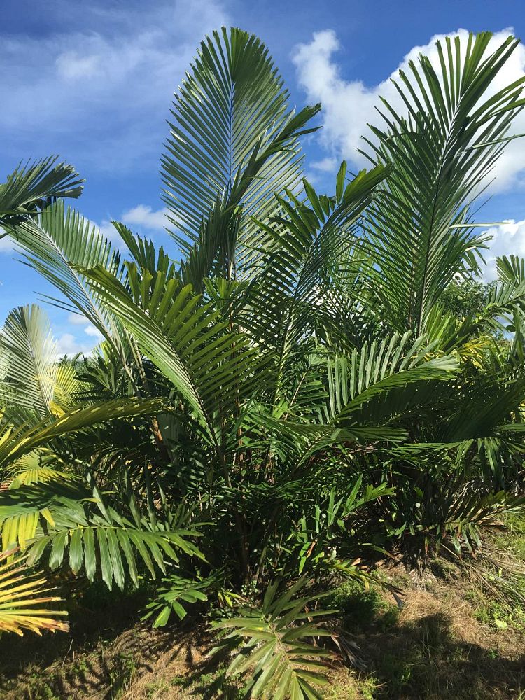 arenga-engleri-dwarf-sugar-palm-formosa-palm