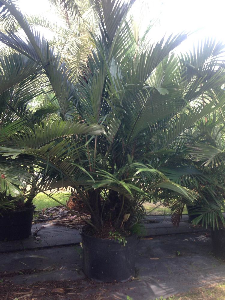 arenga-engleri-dwarf-sugar-palm-formosa-palm