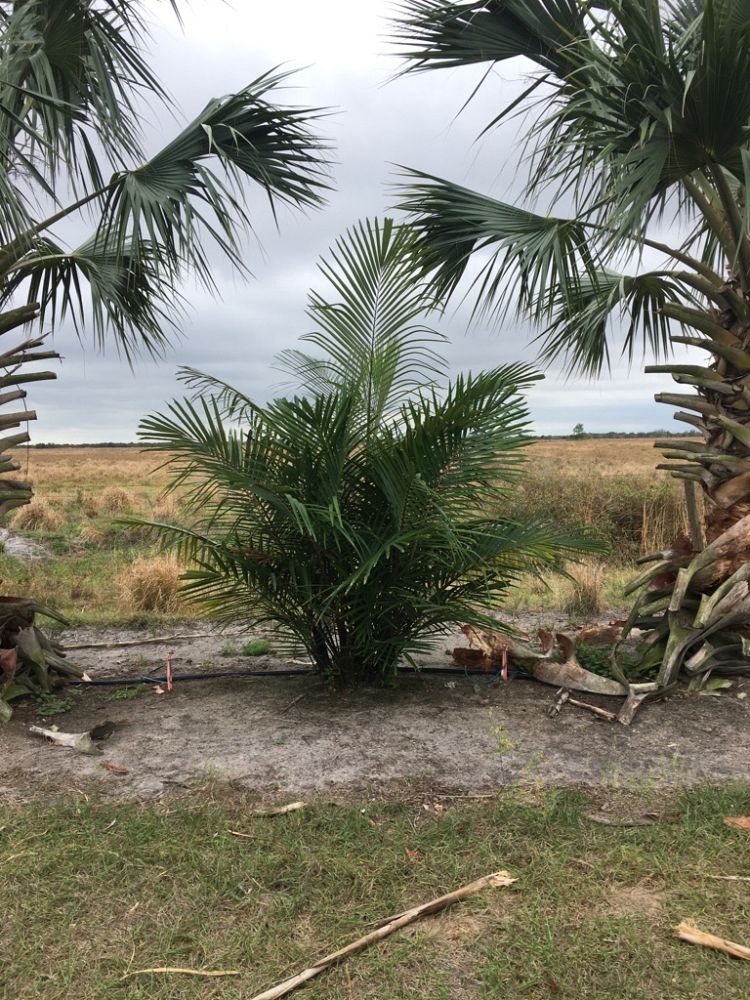 arenga-engleri-dwarf-sugar-palm-formosa-palm