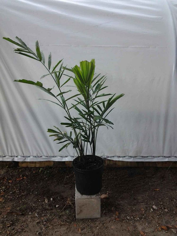 arenga-engleri-dwarf-sugar-palm-formosa-palm