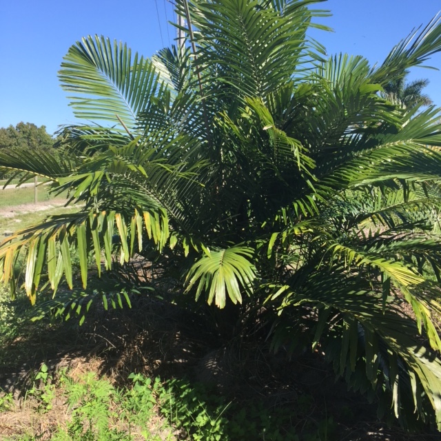 arenga-engleri-dwarf-sugar-palm-formosa-palm