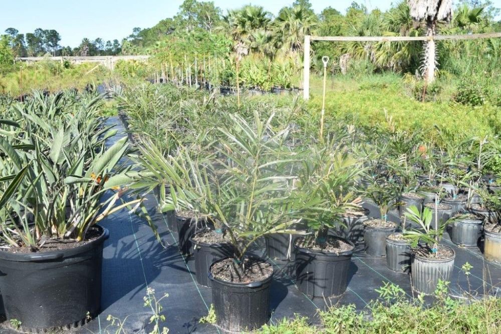 arenga-engleri-dwarf-sugar-palm-formosa-palm