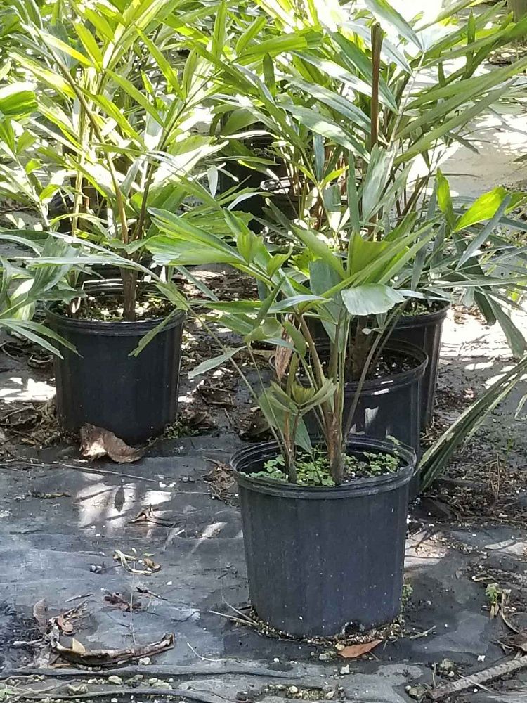 arenga-engleri-dwarf-sugar-palm-formosa-palm