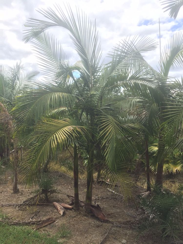 arenga-engleri-dwarf-sugar-palm-formosa-palm