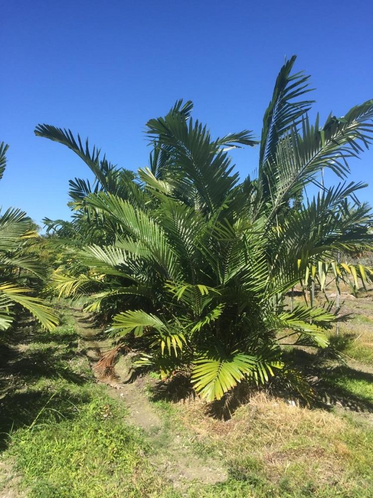arenga-engleri-dwarf-sugar-palm-formosa-palm