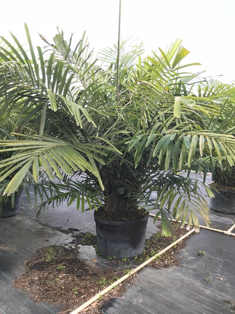 arenga-engleri-dwarf-sugar-palm-formosa-palm
