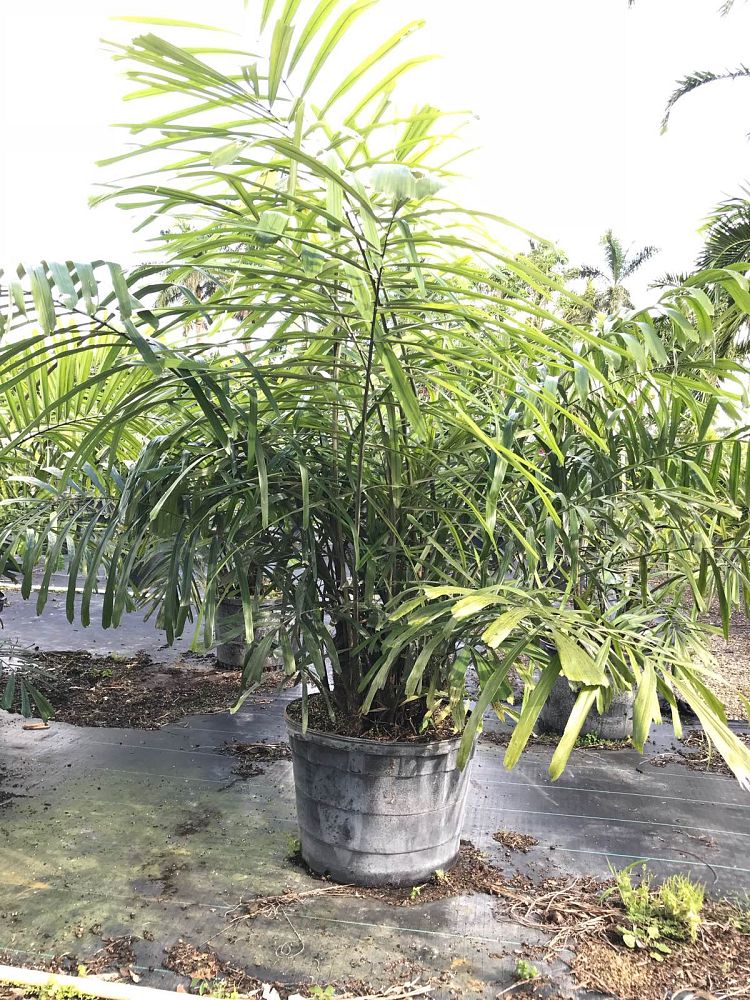 arenga-engleri-dwarf-sugar-palm-formosa-palm