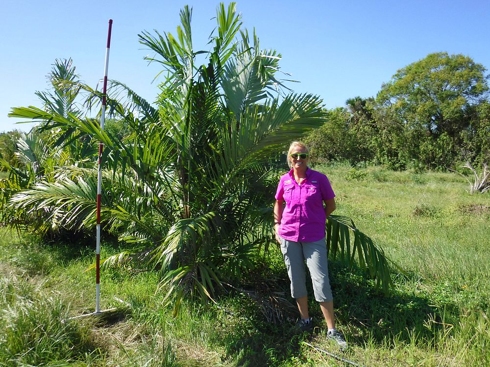 arenga-engleri-dwarf-sugar-palm-formosa-palm