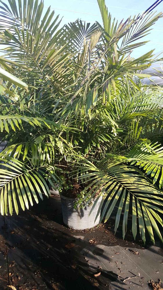 arenga-engleri-dwarf-sugar-palm-formosa-palm