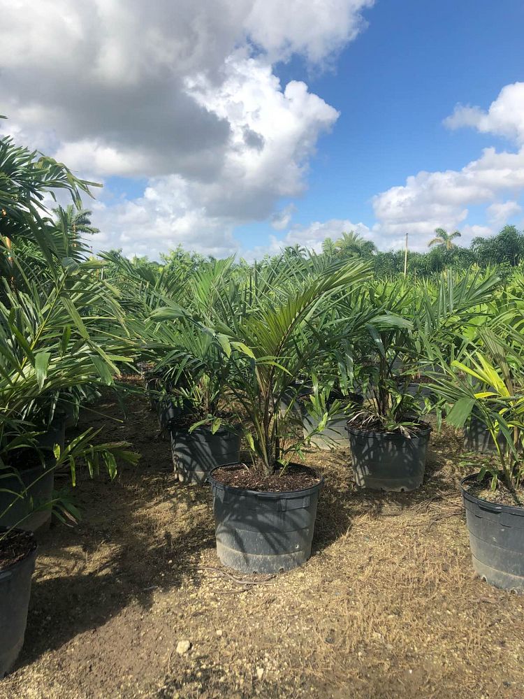 arenga-engleri-dwarf-sugar-palm-formosa-palm