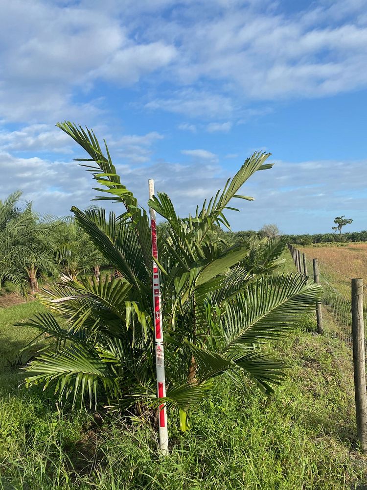 arenga-engleri-dwarf-sugar-palm-formosa-palm