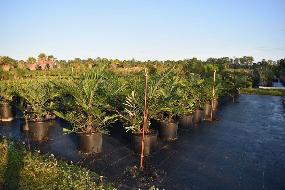 arenga-engleri-dwarf-sugar-palm-formosa-palm