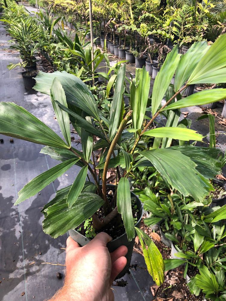 arenga-engleri-dwarf-sugar-palm-formosa-palm