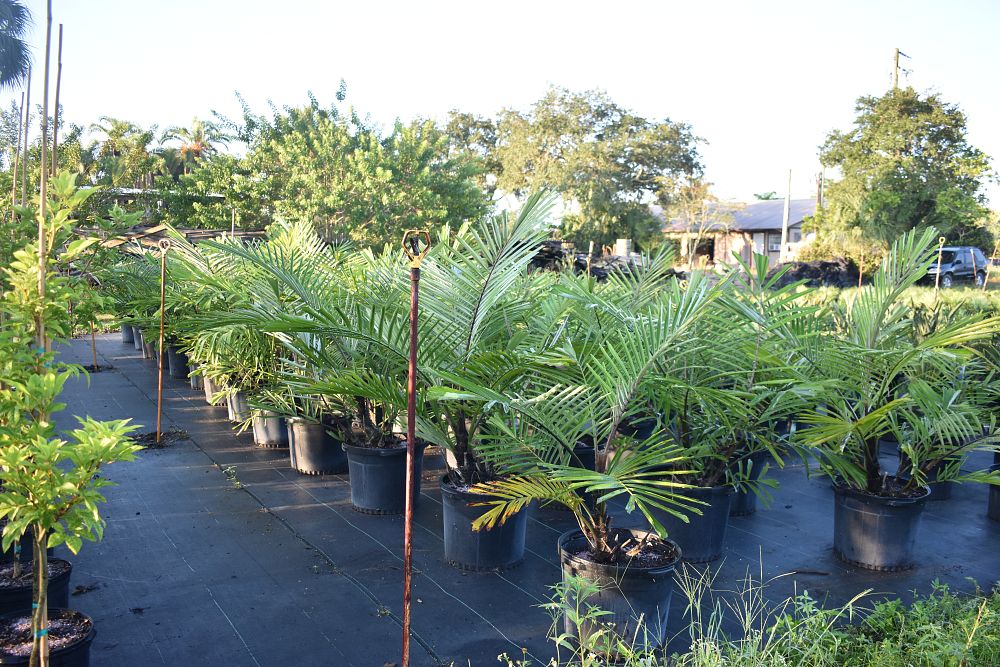 arenga-engleri-dwarf-sugar-palm-formosa-palm